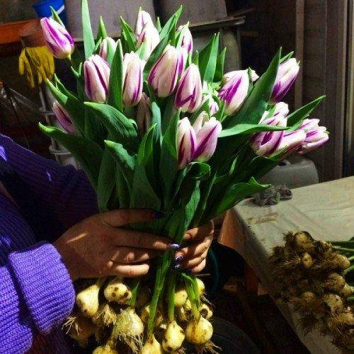 Тюльпан Флейминг Эвита (Tulipa Flaming Evita) - Тюльпаны ...