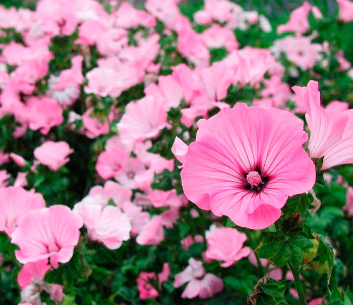 Лаватера: выращивание, посадка и уход - Flowers.ua