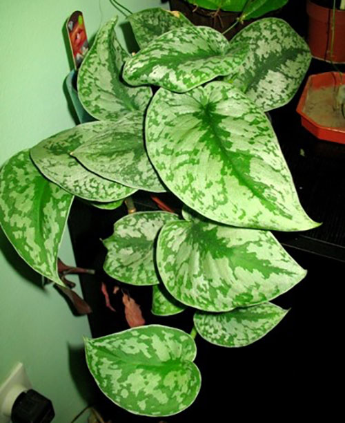 Файл:Pothos epipremnum feuilles.jpg — Википедия