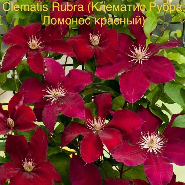 Clematis Rubra Клематис Рубра