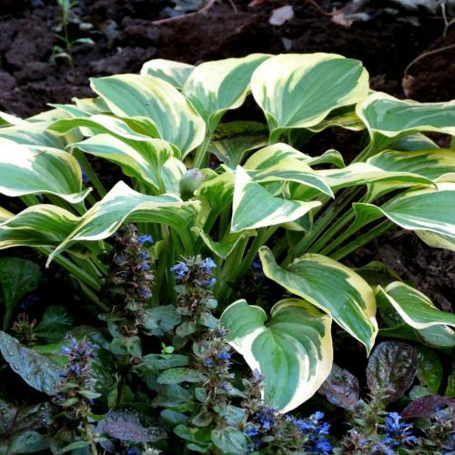 hosta #RegalSplendor #хоста #РегалСплендор/Хоста Регал ...