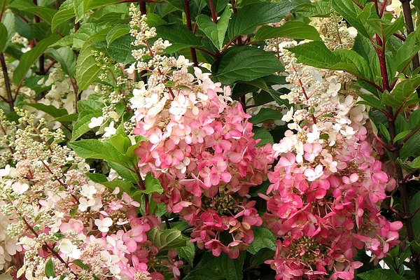 Гортензия метельчатая (Hydrangea paniculata `Pinky Promise ...