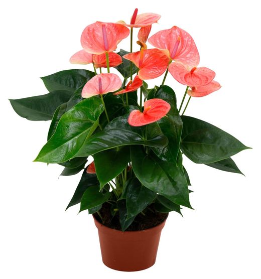 Anthurium Zamora Queen | Passiflora.ru - Сервис коллективных ...