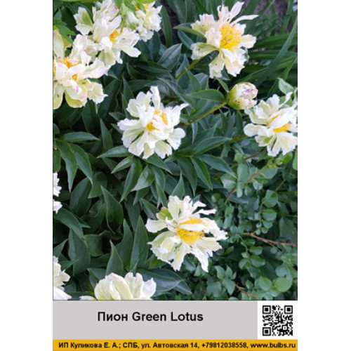 Пион Green Lotus 1 шт. – купить в ...