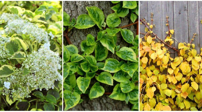 Купить Гортензия черешковая Hydrangea petiolaris - в ...