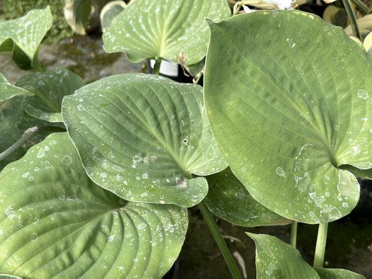 Hosta Moonlight Sonata - Funkia ...