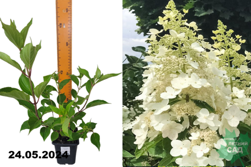 🌱 Гортензия метельчатая Grandiflora по цене от 1575 руб ...