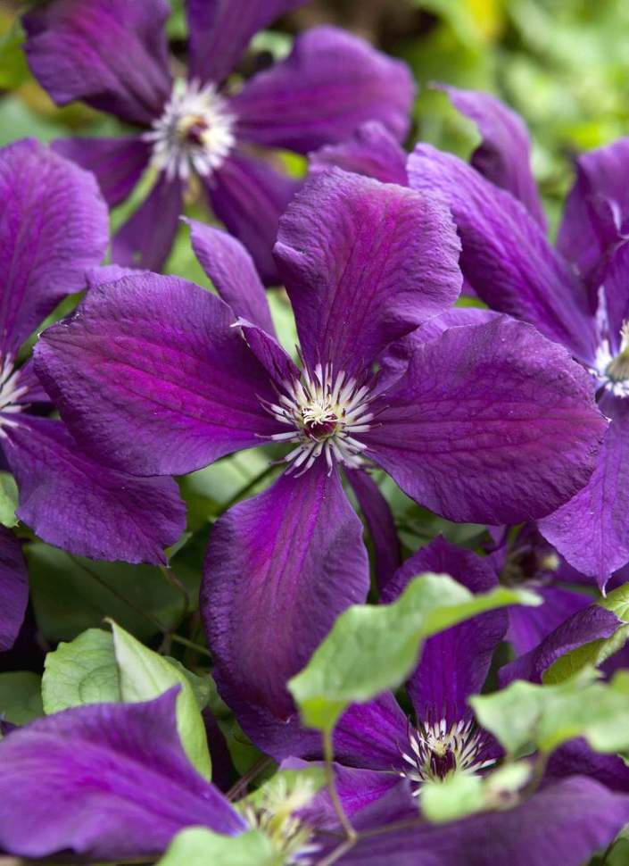 Clematis Gipsy Queen 3 Litre - Stewarts Garden Centre