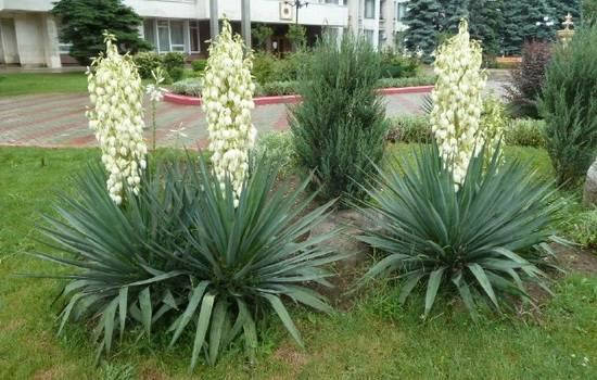 Комнатное растение Юкка (Yucca). Юкки - не пальмы. Они ...