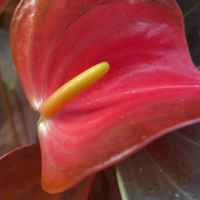 Anthurium andreanum rainbow champion ...