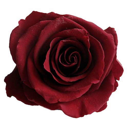 Rose Burgundy Ice 3L-4L potted | World ...