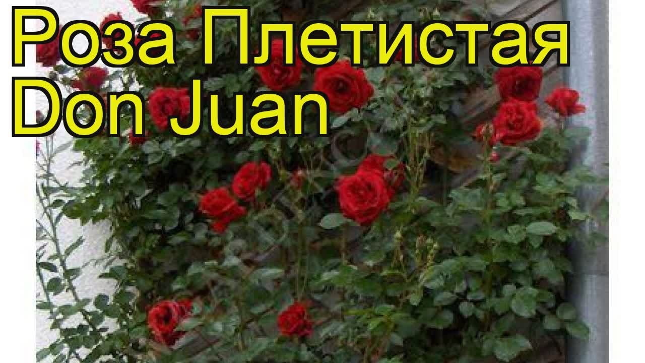 Роза Don Juan (Дон Жуан) - Плетистые - Саженцы роз, ягодных ...