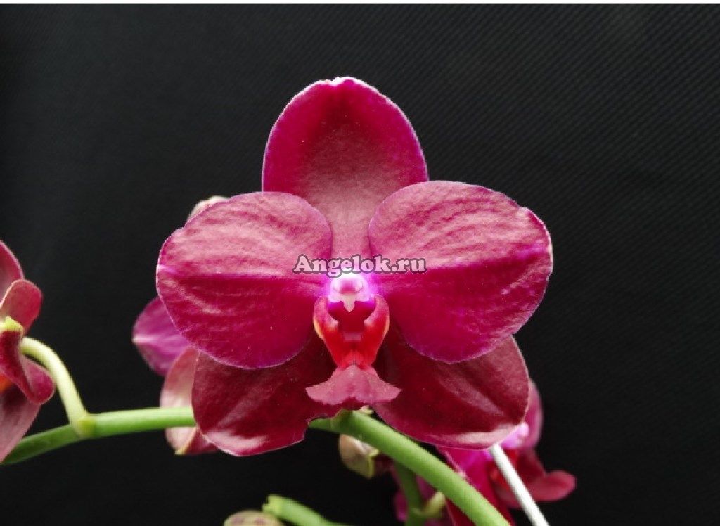 Фаленопсис Сого Релекс (Phalaenopsis Sogo Relex) Тайвань ...