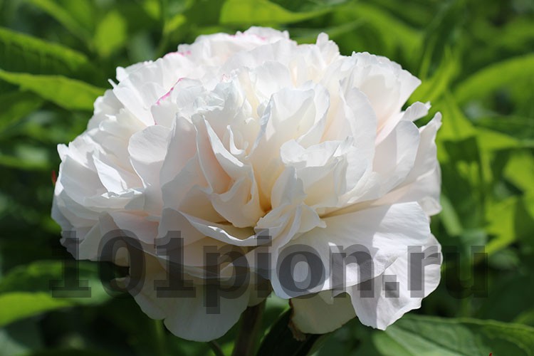 Paeonia lactiflora 'Mother's Choice' (Peony)