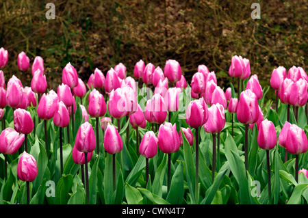 TULIPS AAFKE 40cm 30gm | Wholesale ...