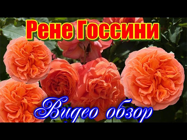 Саженец Роза Рене Госинни (Rosa Rene Goscinny) купить в ...