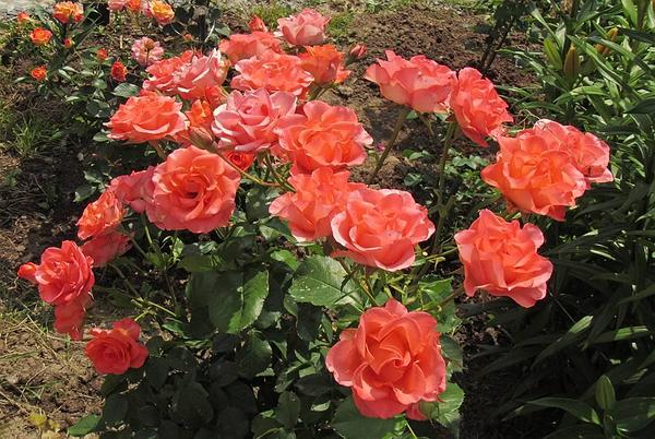 Rose Salmon Wow - DVFlora Wholesale Flowers