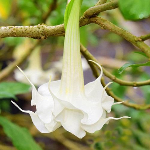 Brugmansia ARBOREA (Бругмансия): купить 2 семени c доставкой ...