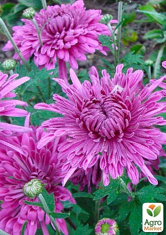 Купить семена Хризантема Chrysanthemum Apple Blossom в Москве ...