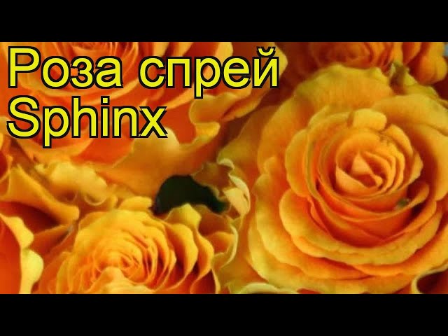 Купить Сфинкс Искусственные Бархатцы ...