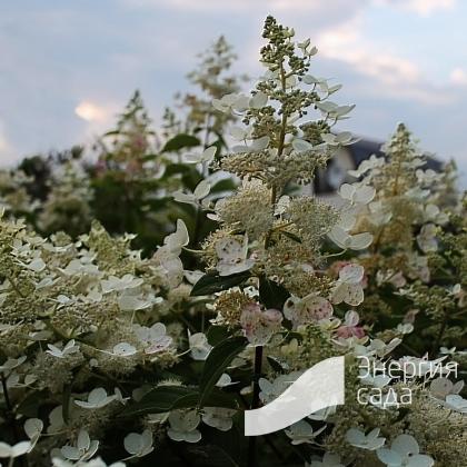 Hydrangea paniculata Kyushu. Гортензия метельчатая Киушу ...