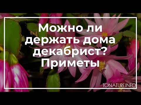 После этого удобрения мой Декабрист и Все Другие Цветы Пышно ...