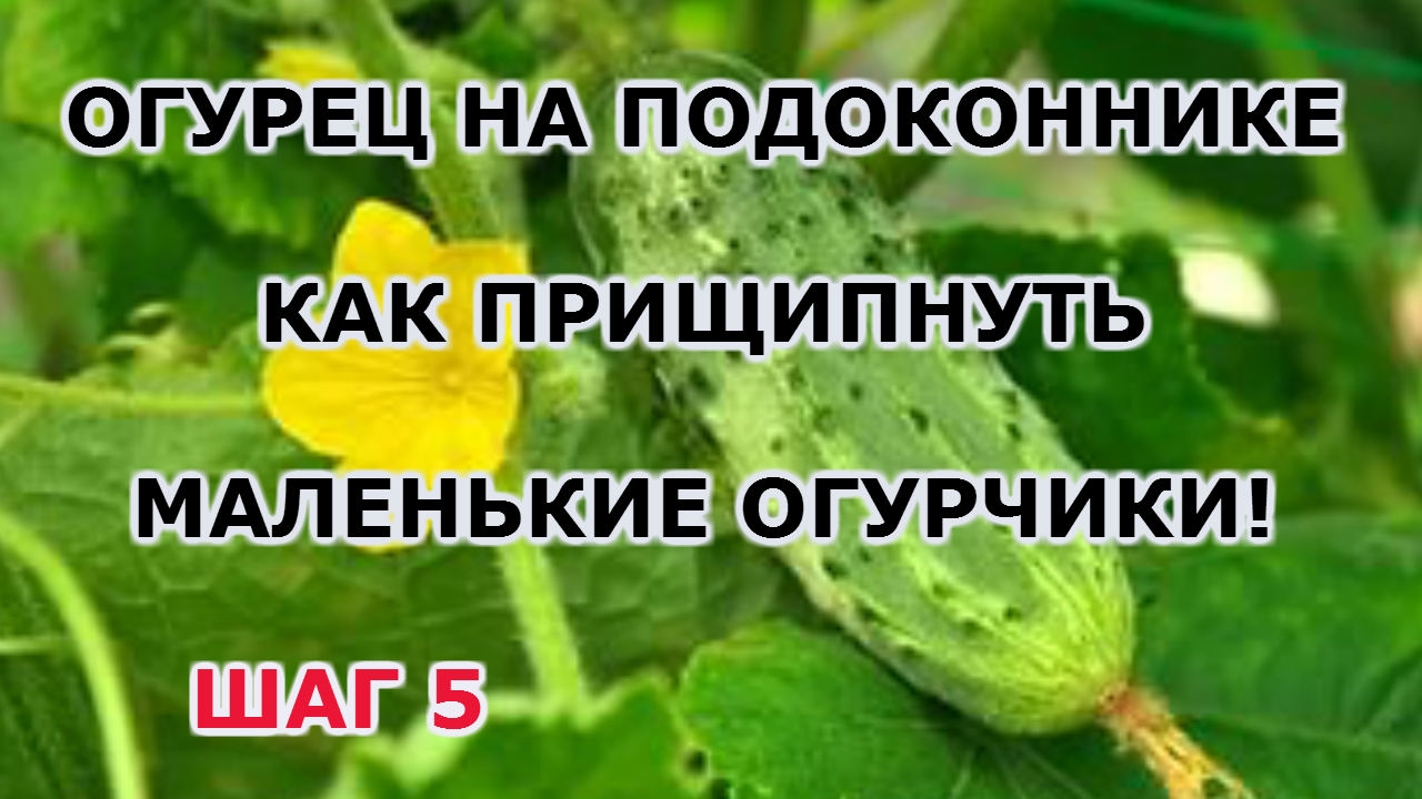 Как сохранить урожай - определяем и лечим заболевания огурцов