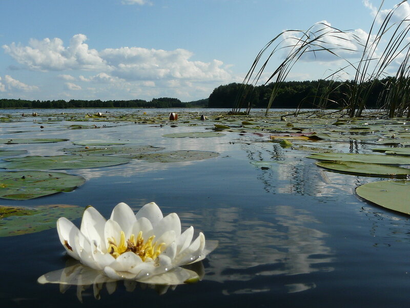 Free Photos | water lily