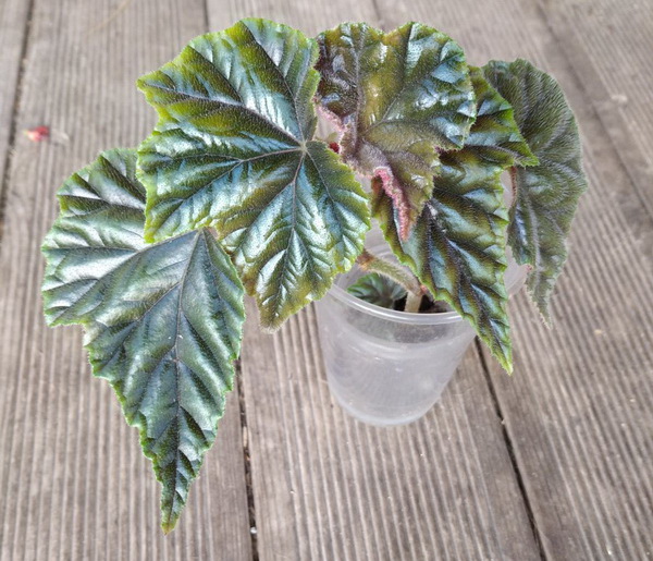 Begonia 'Helen Teupel' (Live Rare Plant - Last 2 Stocks) with ...