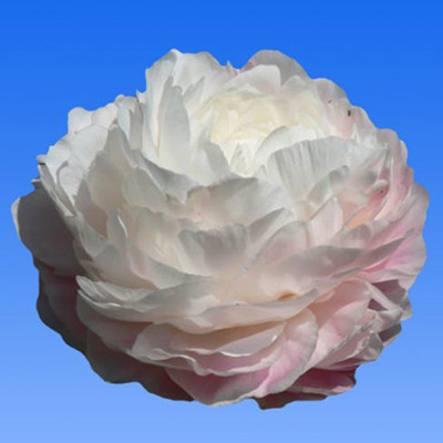 Peony – Works – The Nelson-Atkins Museum of Art