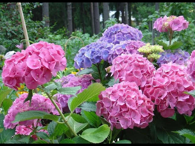 Саженцы Гортензии крупнолистной Эндлесс Саммер (Hydrangea ...