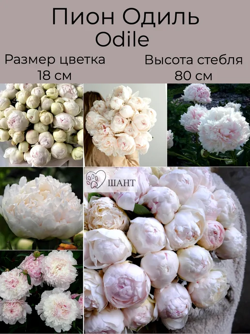 Пионы Одиль - купить в Москве | Flowerna