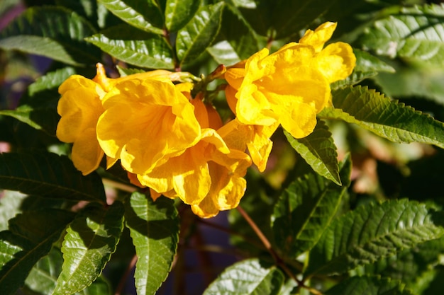 Файл:Tecoma stans, flowers+pods.jpg — Википедия