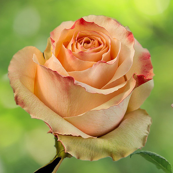 Peach Carpe Diem Roses 40-60 cm | Bellevueroses.com