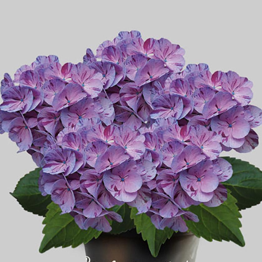 Купить саженцы Гортензия крупнолистная Hydrangea macrophylla ...