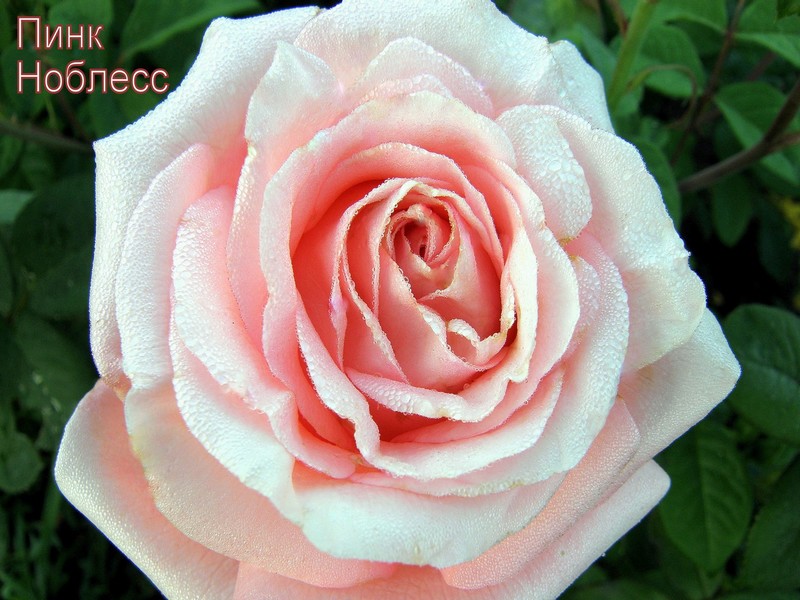 Edelrose 'Noblesse' ® - Deine neue Sorte & exklusives Rosen ...