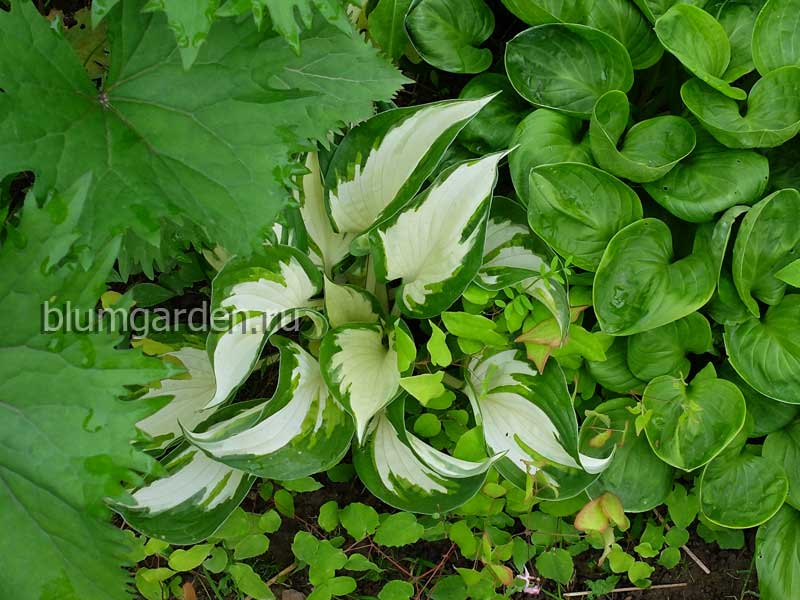 Хоста Hosta 