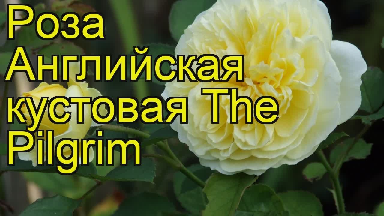 Роза английская The Pilgrim (Зе ...