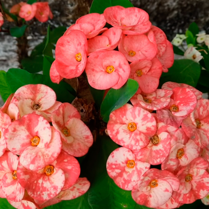 Молочай миля: выращивание, размножение и уход - Flowers.ua