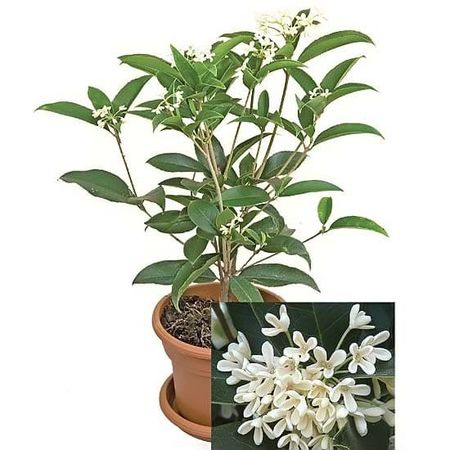 Osmanthus fragrans (Османтус душистый)