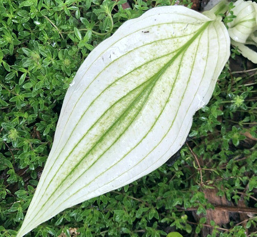 Хоста Зебра Страйпс (Hosta Zebra Stripes) 2л, цена в Санкт ...