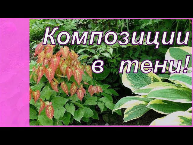 Какие цветы любят тень?