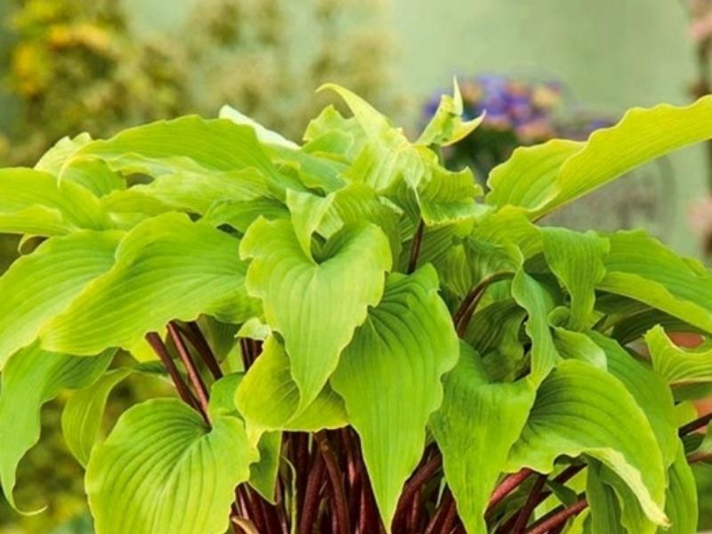 Саженец хосты 'Голден Тиара'/Hosta 'Golden Tiara' С2 — цена в ...