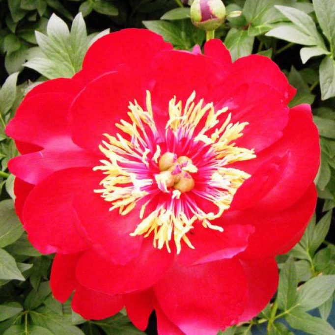 Red peony flowers Paeonia 