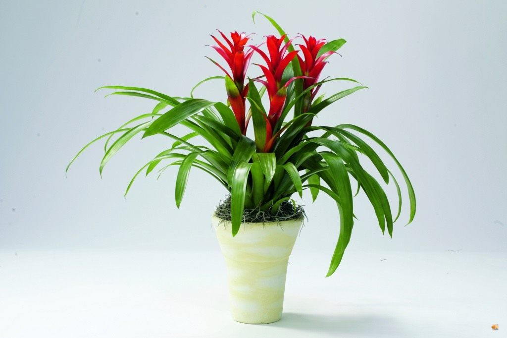 Guzmania mix in ceramic pot ...