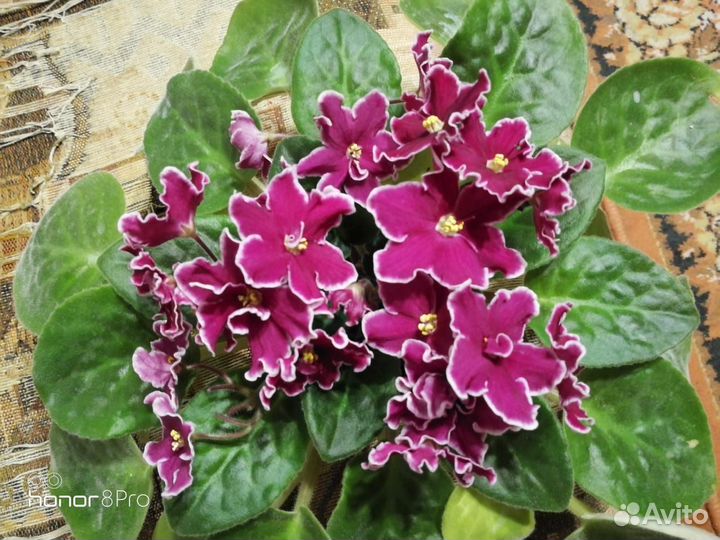 Amazon.com: Harmony Foliage RS Bomond Saintpaulia violeta ...