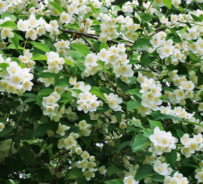 Jasminum grandiflorum ...