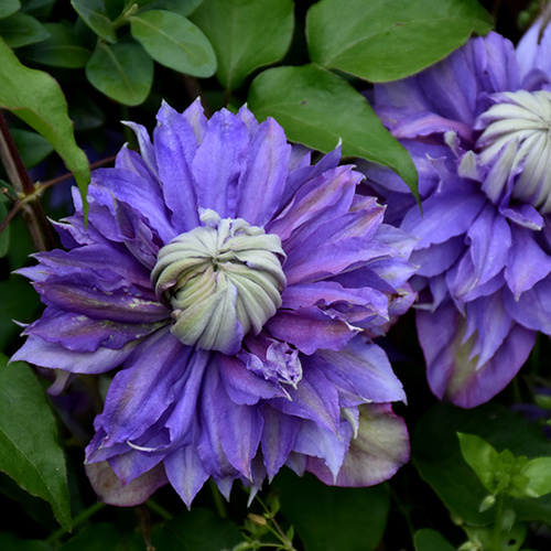 Клематис крупноцветковый Асао (clematis asao) 🌿 Асао обзор ...