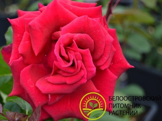 Роза Блэк Мэджик 🌹 купить с доставкой курьером, БелПочтой ...