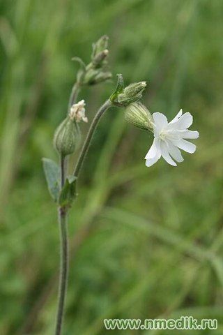 Silene latifolia White Campion edible shrub plant when young ...